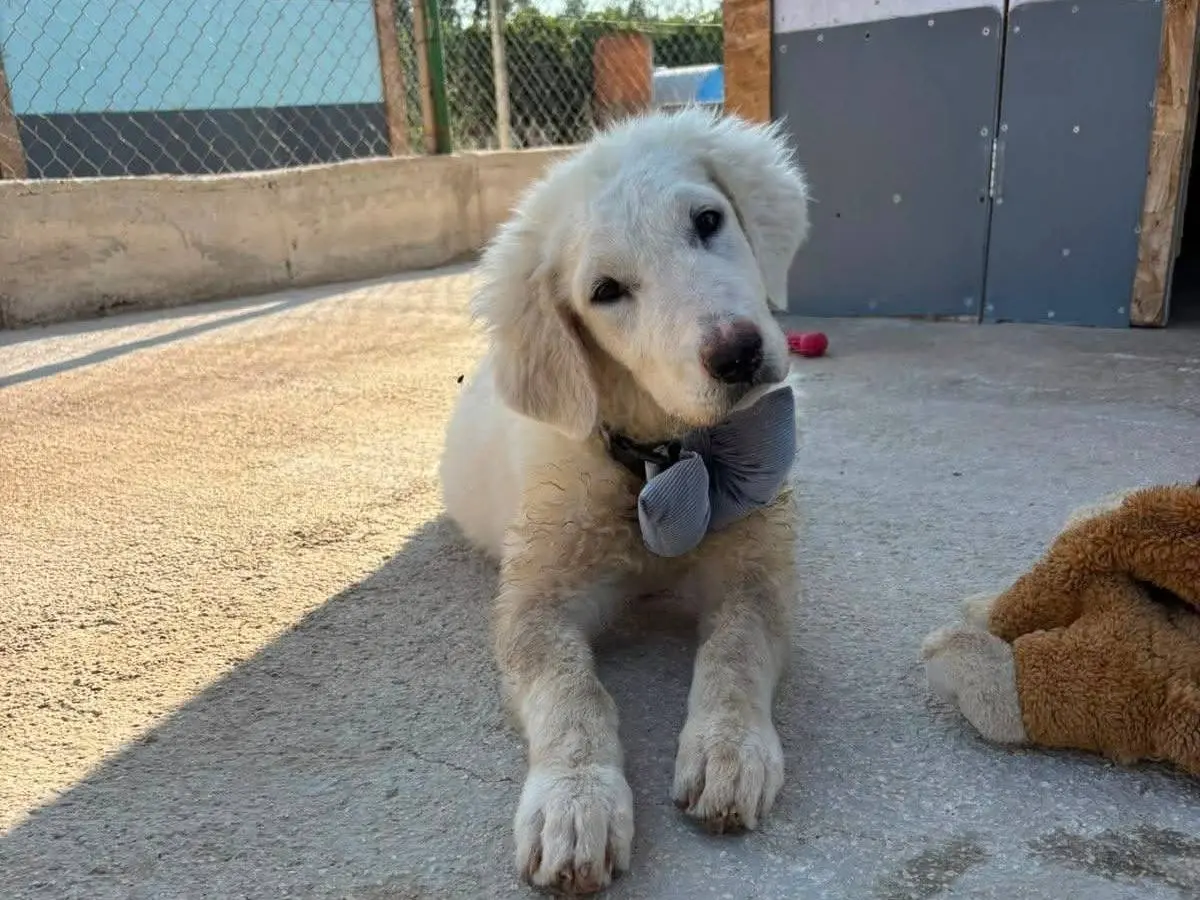 Adozione cane, femmina, Razza sconosciuta Razza sconosciuta, 7 mesi, taglia piccola, Bari