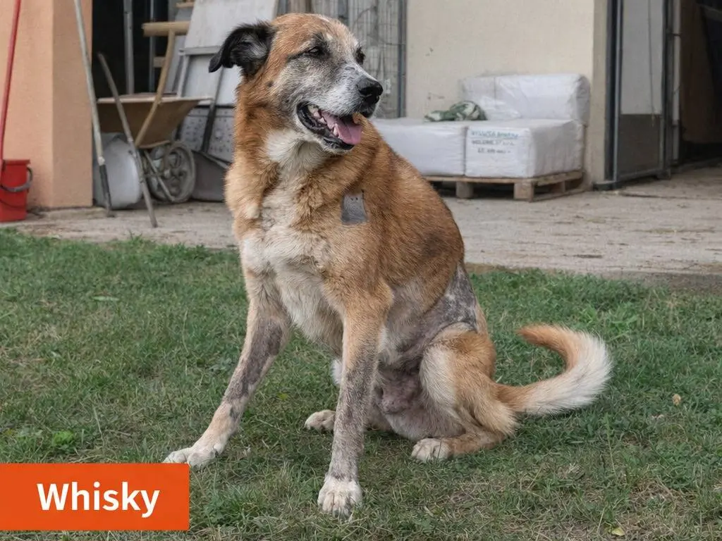 Adotta un cane, maschio, 11 anni e 4 mesi, Treviso