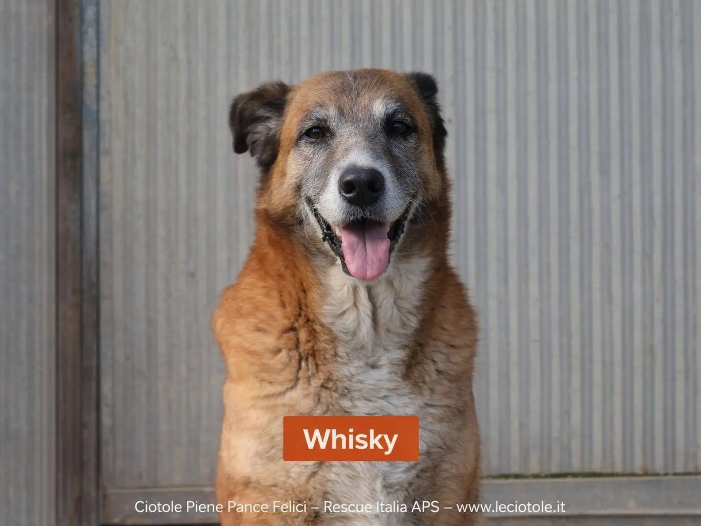 Adozione cane, maschio, Razza sconosciuta Razza sconosciuta, 11 anni e 4 mesi, taglia grande, Treviso