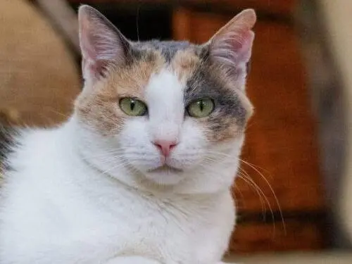 Adozione gatto, femmina, Razza sconosciuta Razza sconosciuta, 7 anni e 2 mesi, taglia non valida, Monza