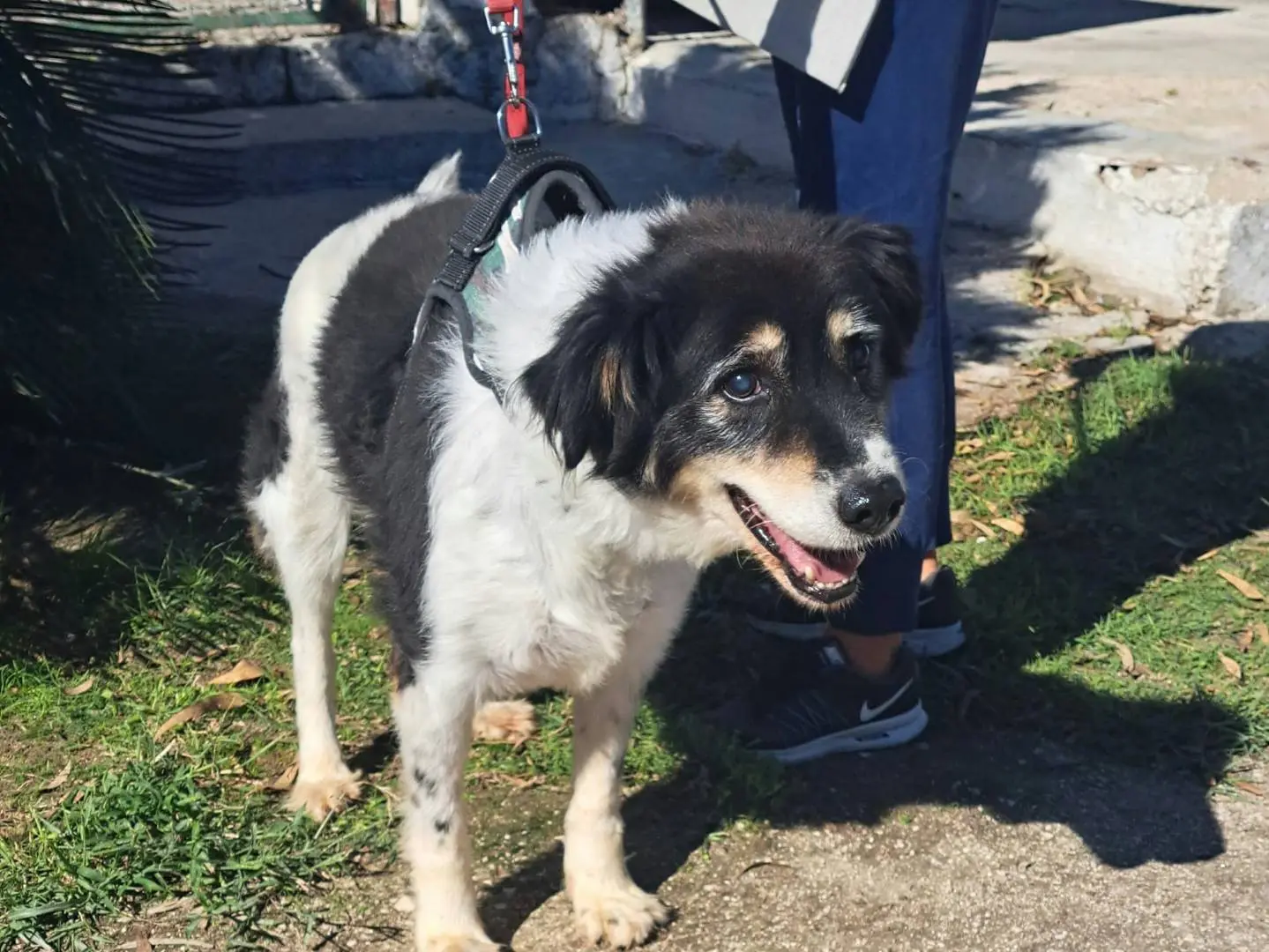 Adotta un cane, maschio, 12 anni e 3 mesi, Caserta