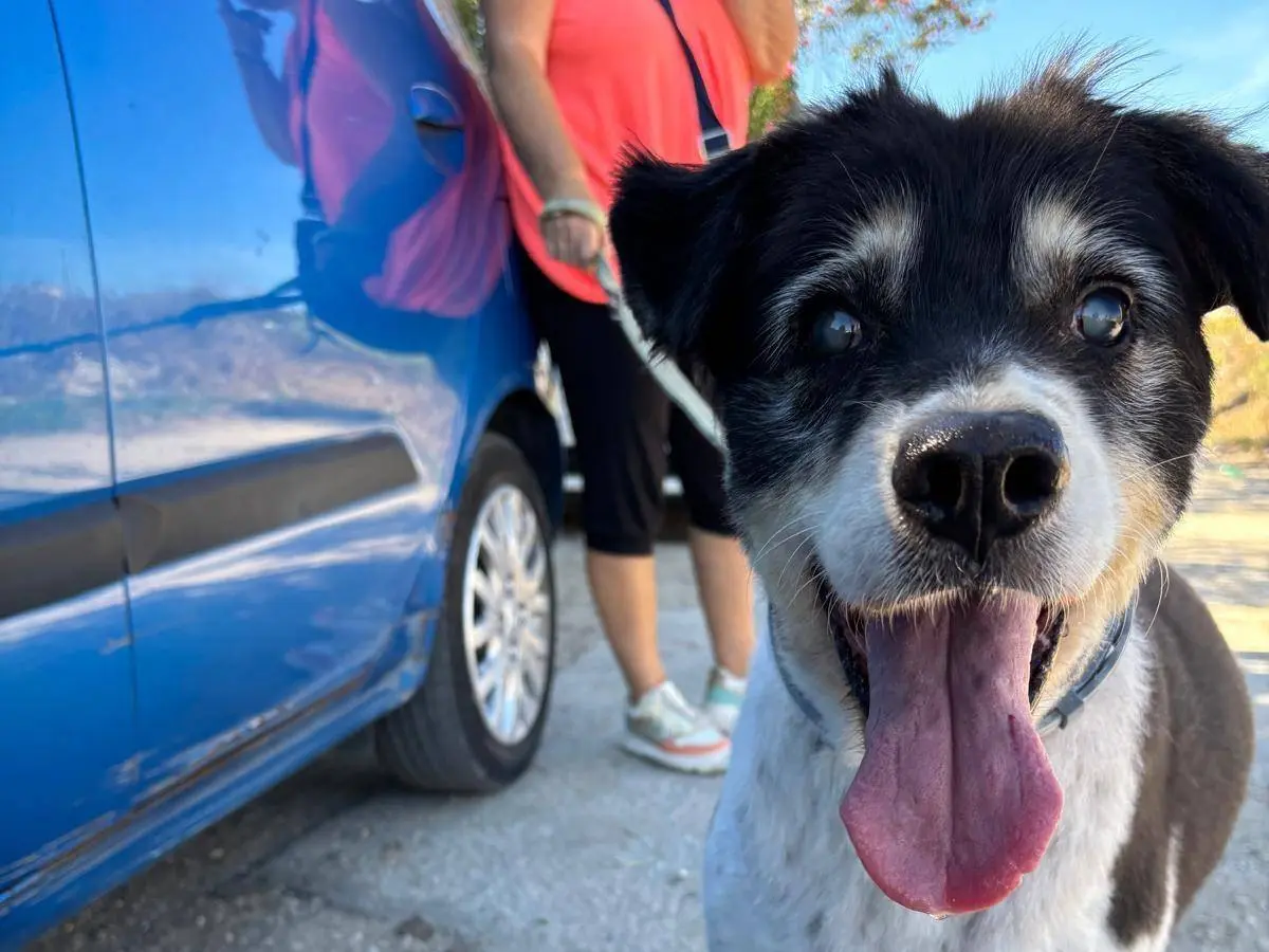 Adozione cane, maschio, Razza sconosciuta Razza sconosciuta, 12 anni e 3 mesi, taglia media, Caserta