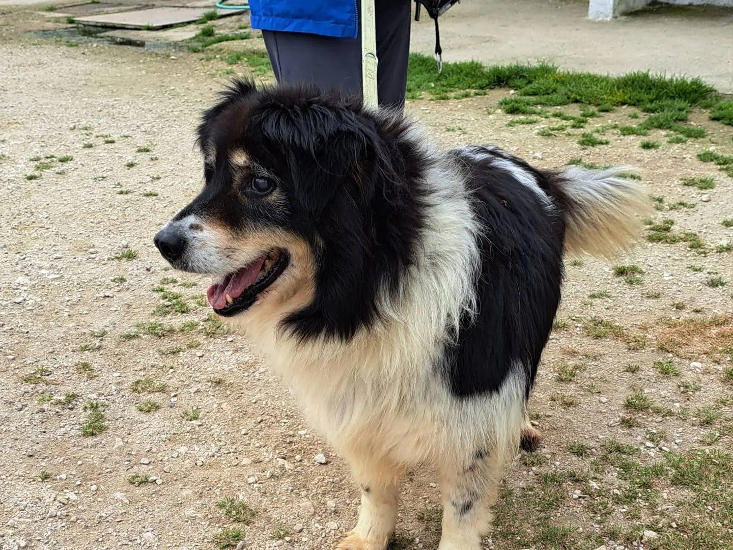 Adotta un cane, taglia media, maschio, Caserta