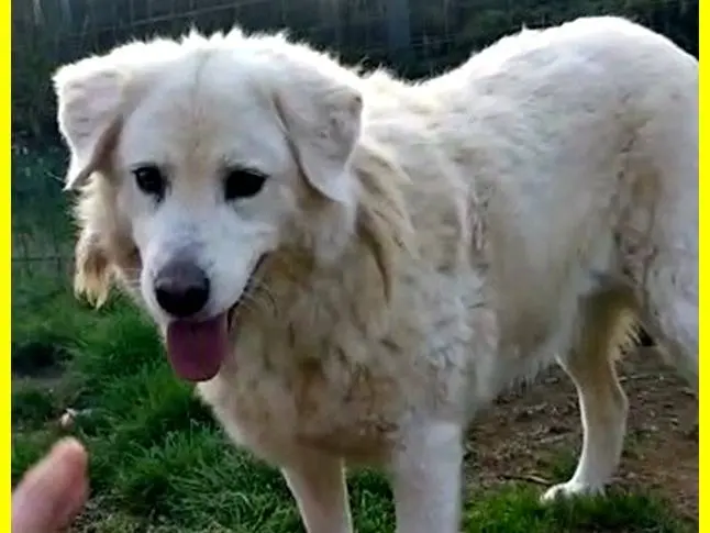 Adotta un cane, femmina, 11 anni e 11 mesi, Roma