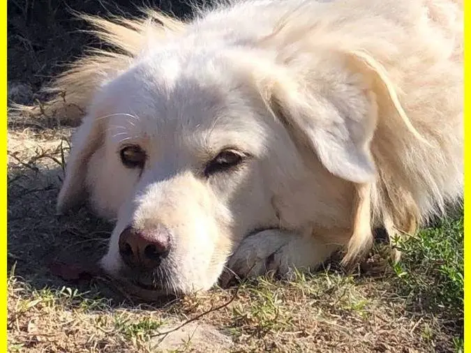 Adozione cane, femmina, Pastore maremmano, 11 anni e 11 mesi, taglia gigante, Roma