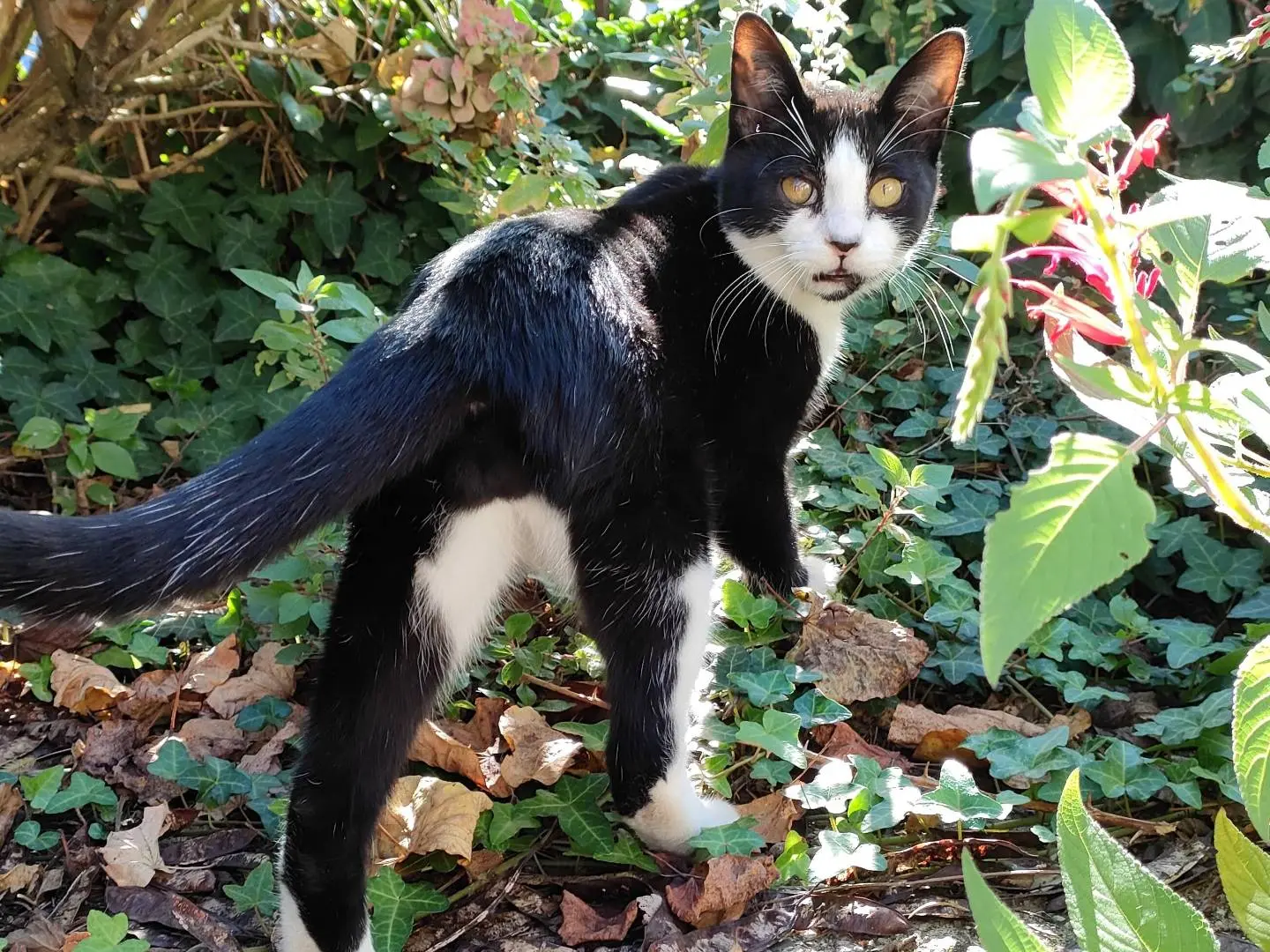 Adotta un gatto, taglia non valida, maschio, Caserta