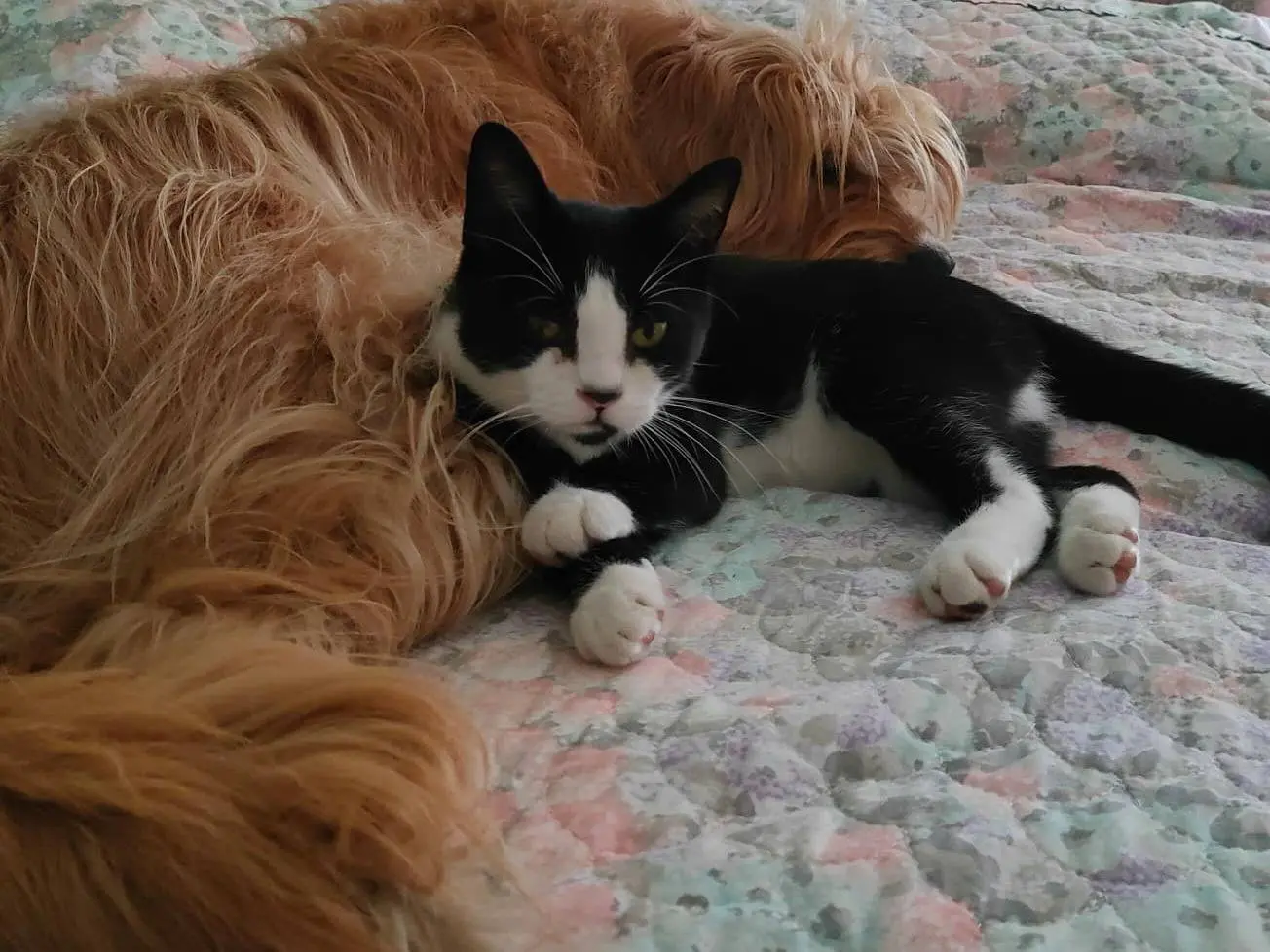 Adotta il gatto ODINO a Caserta