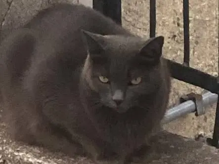 Adozione gatto, femmina, Certosino Razza sconosciuta, 10 anni e 9 mesi, taglia non valida, Genova