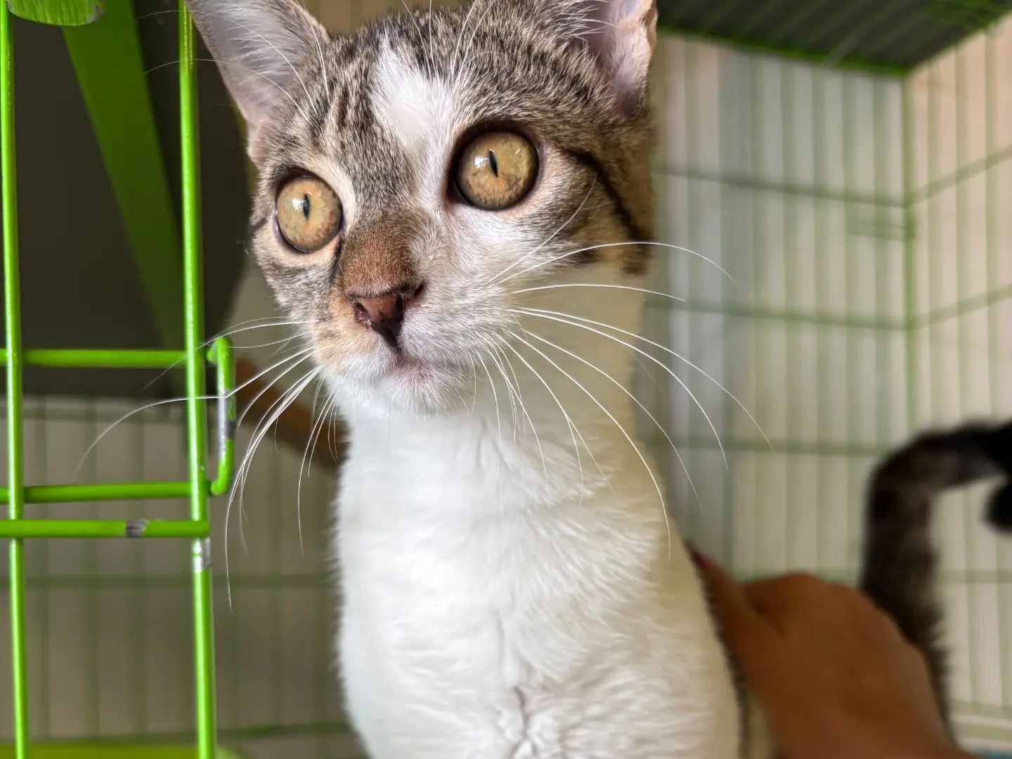 Adotta un gatto, femmina, 5 mesi, Brescia