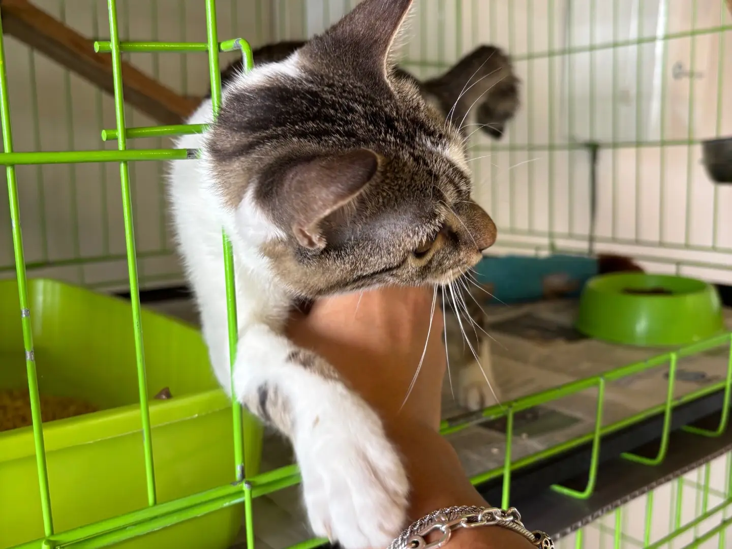 Adotta un gatto, taglia non valida, femmina, Brescia