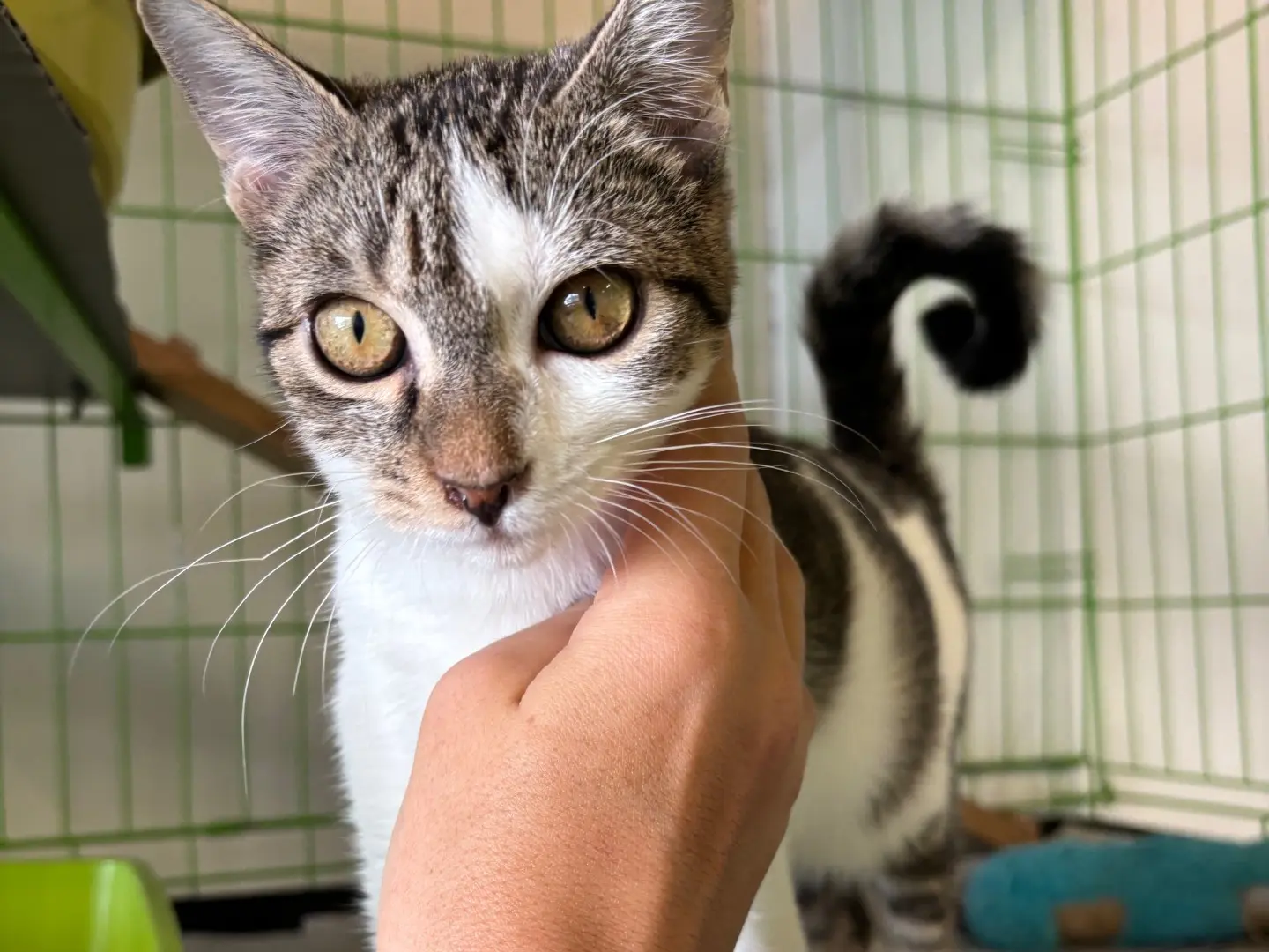 Adozione gatto, femmina, Razza sconosciuta Razza sconosciuta, 5 mesi, taglia non valida, Brescia