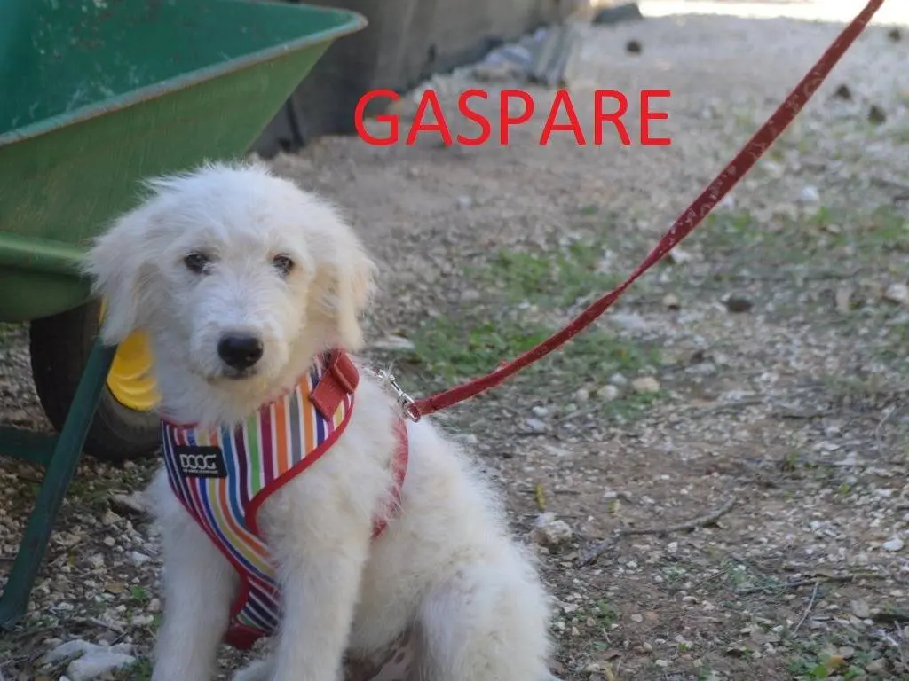 Vuoi adottare un cane a Lecce?