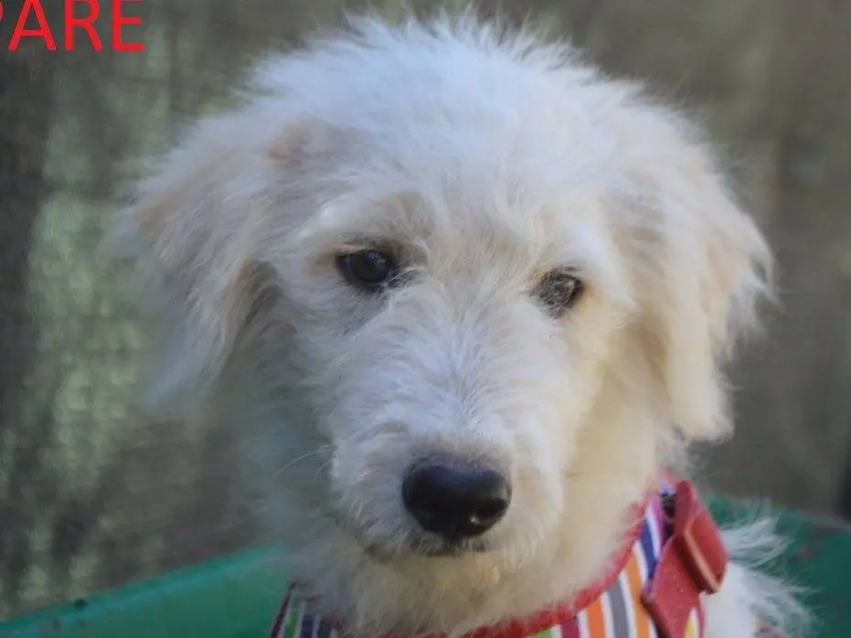 Adotta un cane, maschio, 3 mesi, Lecce