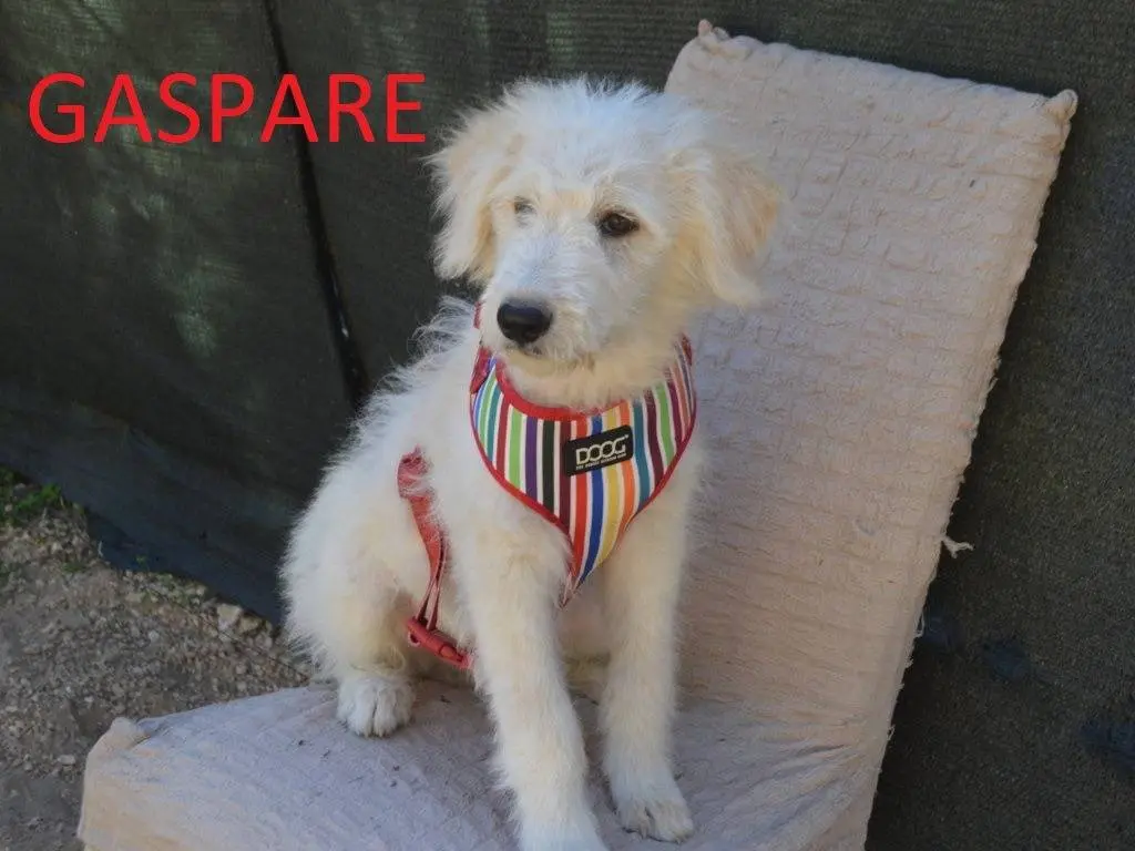 Adozione cane, maschio, Spinone Pastore maremmano, 3 mesi, taglia grande, Lecce
