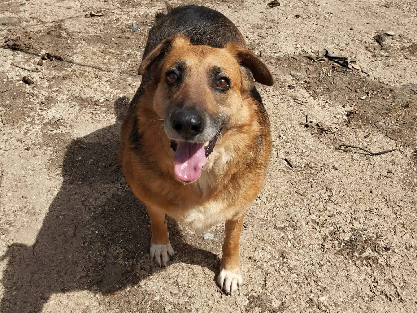 Vuoi adottare un cane a Avellino?