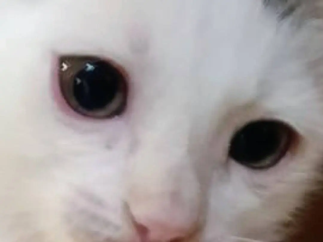 Adotta un gatto, taglia non valida, maschio, Roma