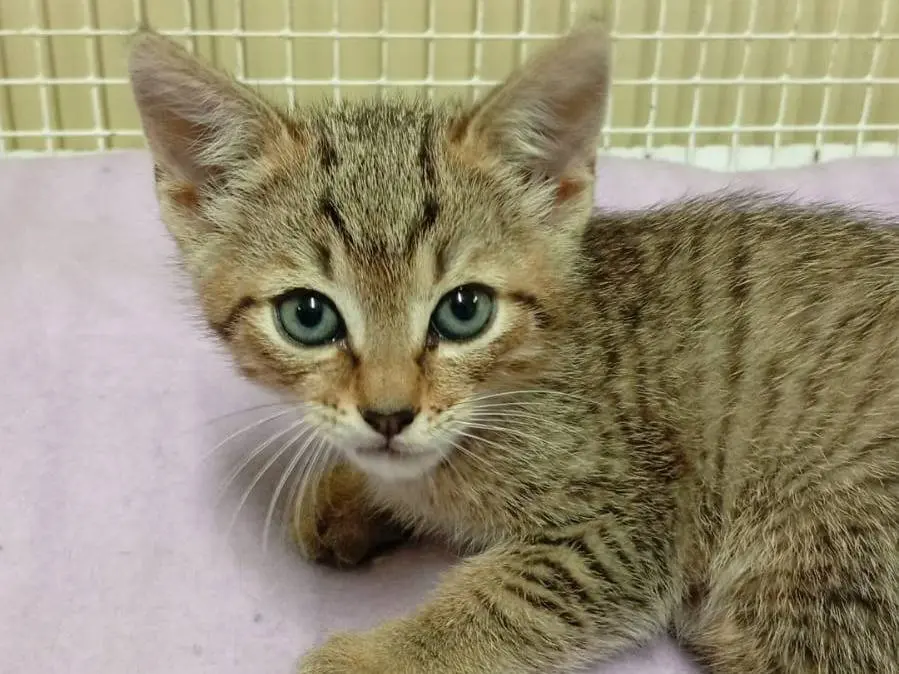 Adozione gatto, maschio, Razza sconosciuta Razza sconosciuta, 2 mesi, taglia non valida, Ravenna