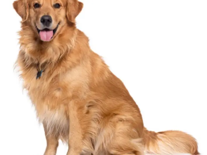 Adozione cane, maschio, Golden Retriever Razza sconosciuta, 7 anni, taglia piccola, Agrigento