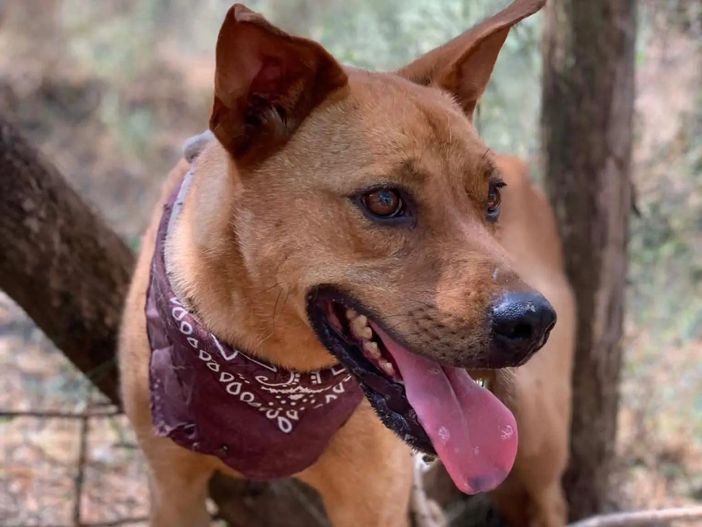 Adotta un cane, taglia media contenuta, maschio, Latina