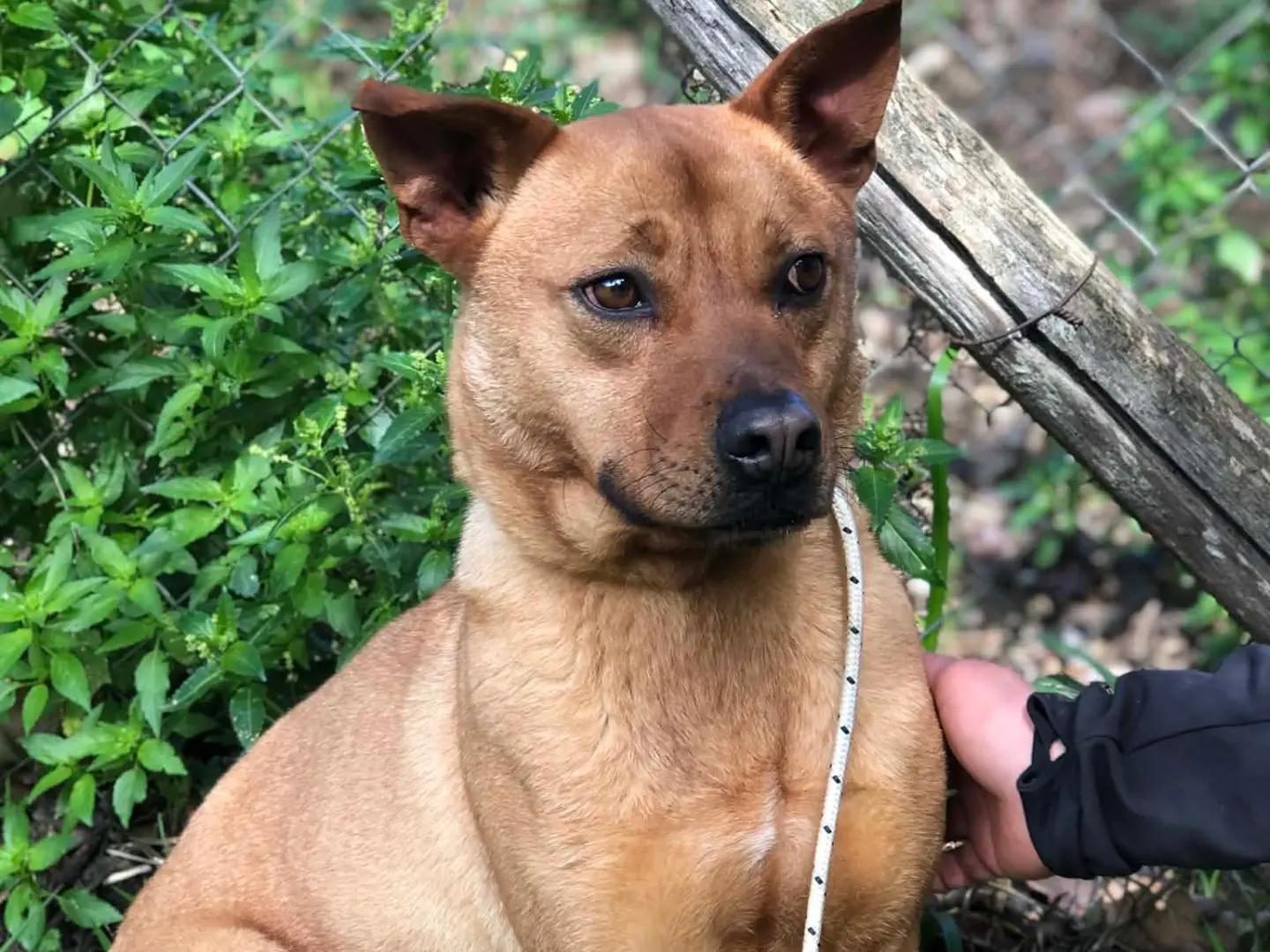 Adotta un cane, maschio, 3 anni e 4 mesi, Latina