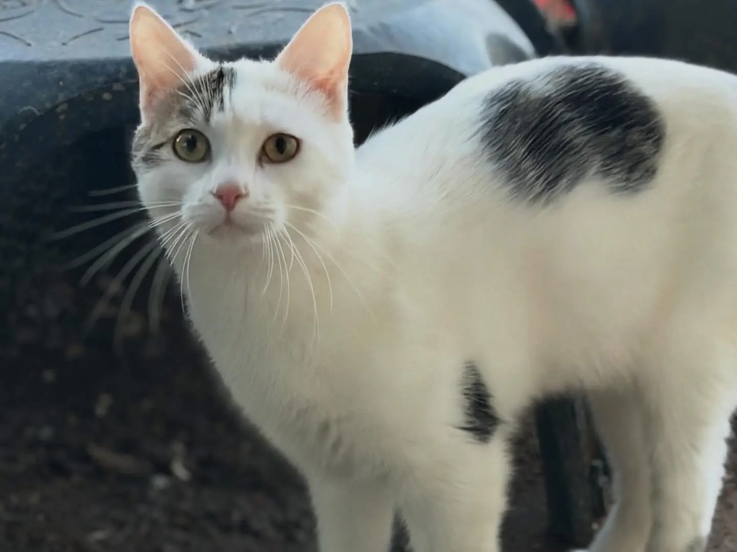 Adozione gatto, maschio, Razza sconosciuta Razza sconosciuta, 1 anno, taglia non valida, Perugia