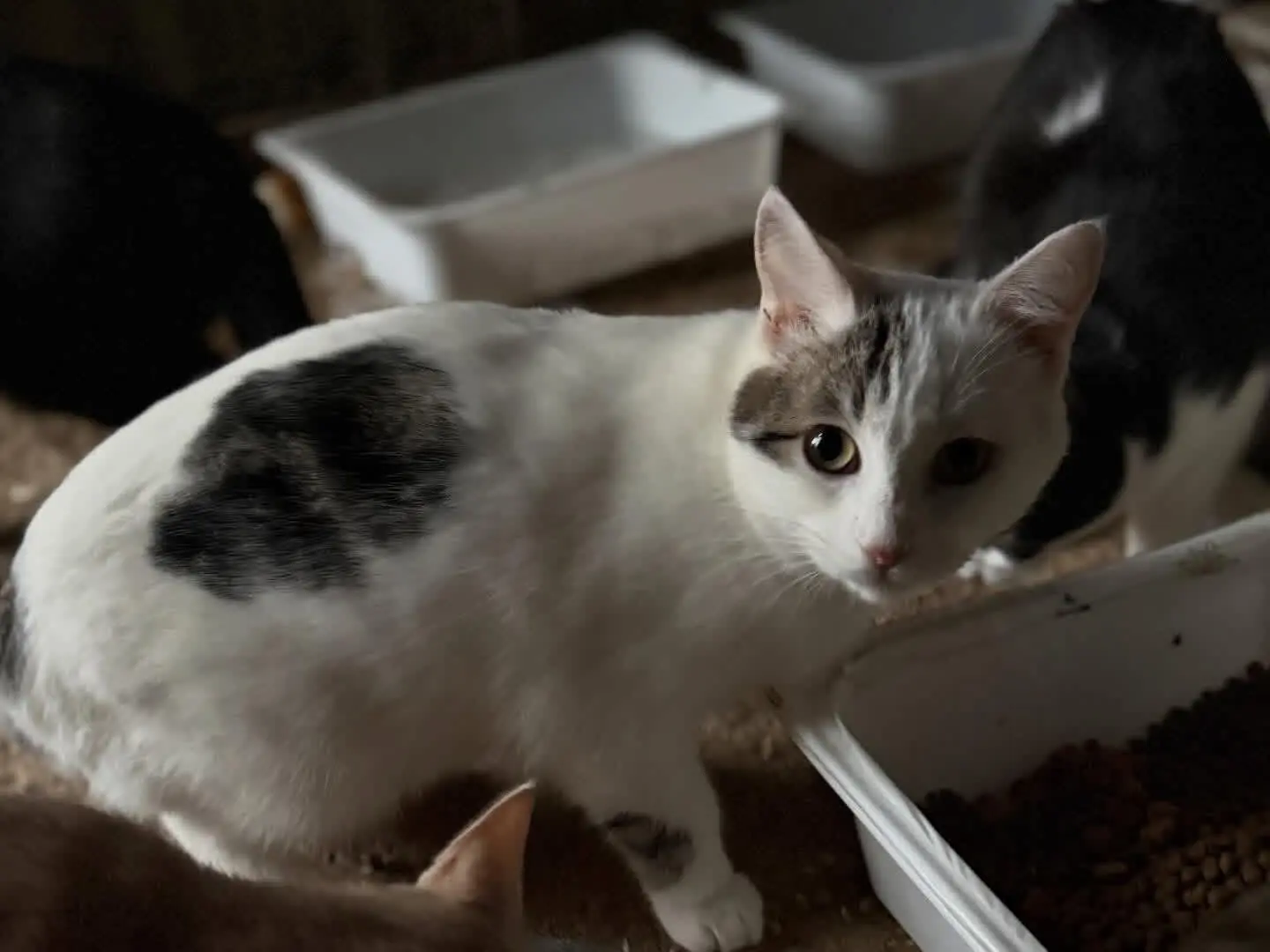 Adotta un gatto, taglia non valida, maschio, Perugia