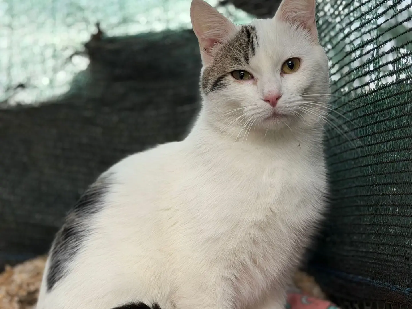 Adotta un gatto, maschio, 1 anno, Perugia