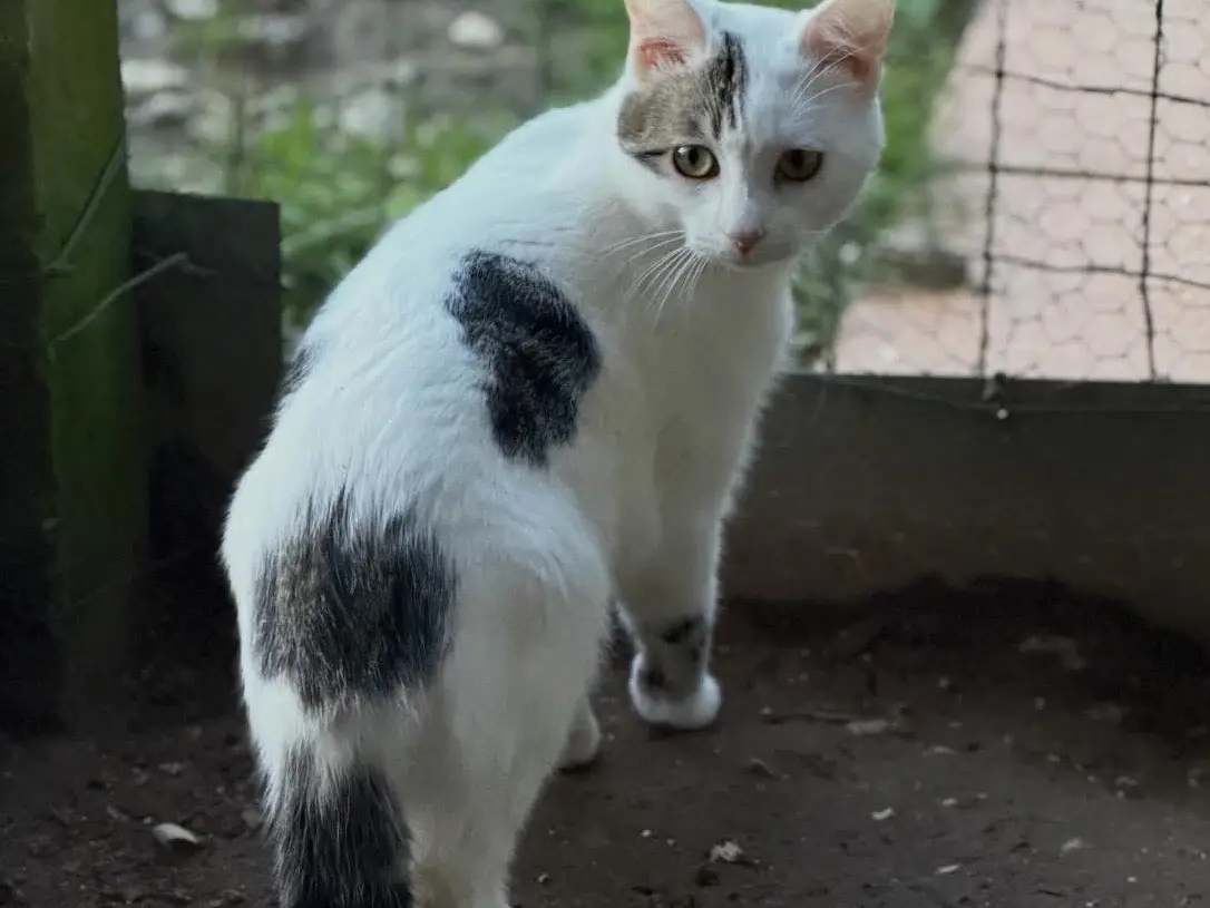 Vuoi adottare un gatto a Perugia?