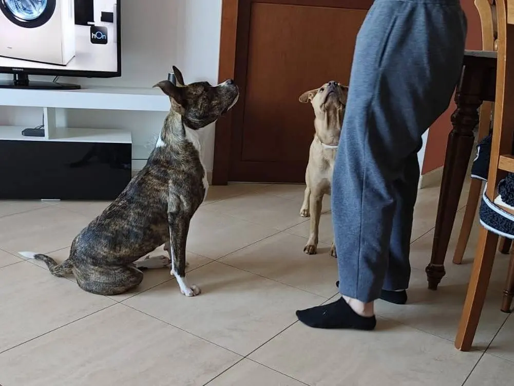 Vuoi adottare un cane a Bari?