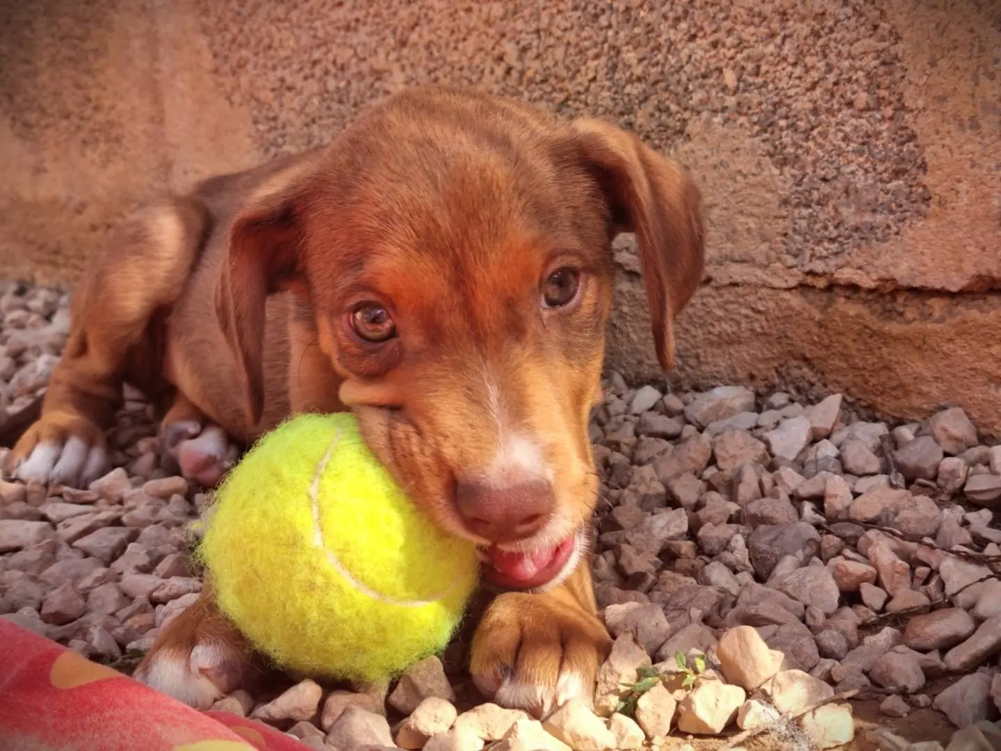 Adotta un cane, taglia media contenuta, maschio, Lecce