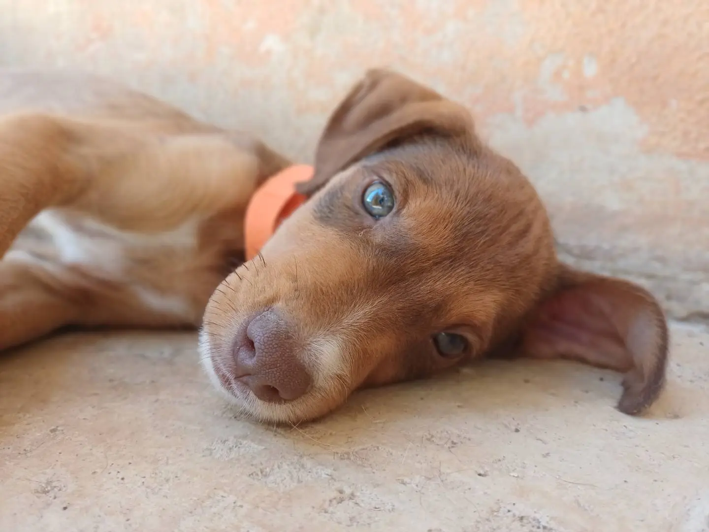 Adotta il cane Tayo a Lecce