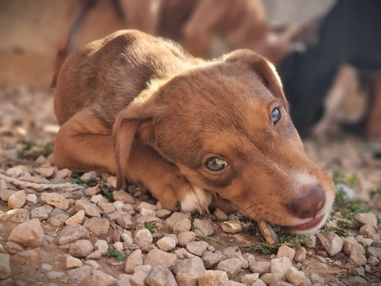 Adozione cane, maschio, Razza sconosciuta Razza sconosciuta, 2 mesi, taglia media contenuta, Lecce
