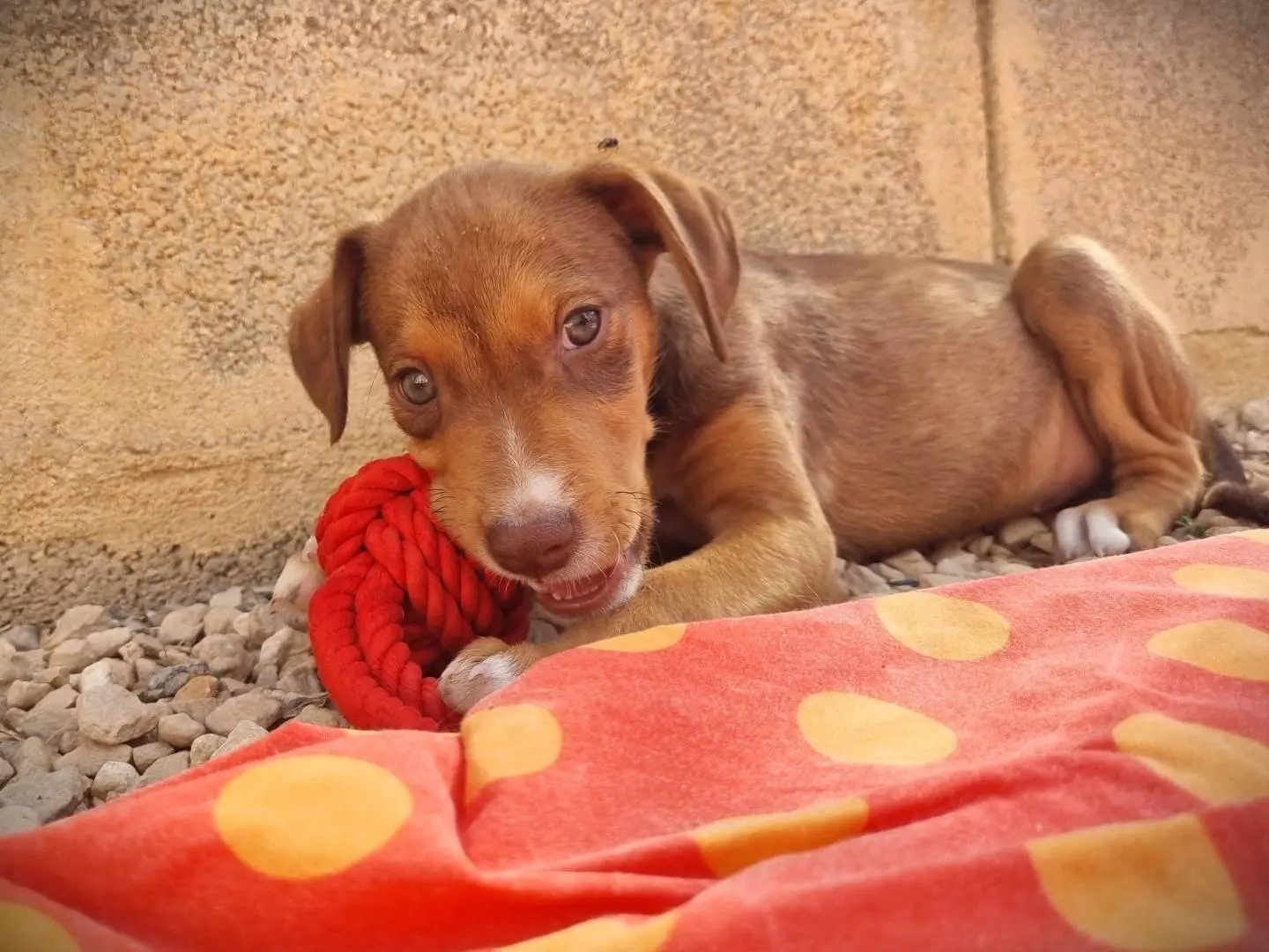 Adotta un cane, maschio, 2 mesi, Lecce