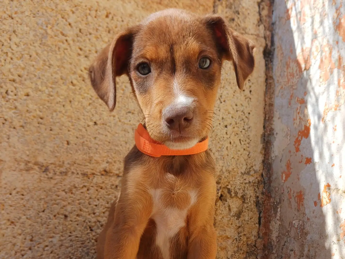 Vuoi adottare un cane a Lecce?