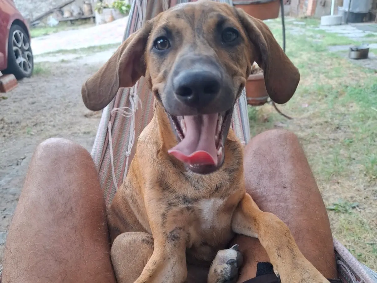 Adotta un cane, maschio, 6 mesi, Latina