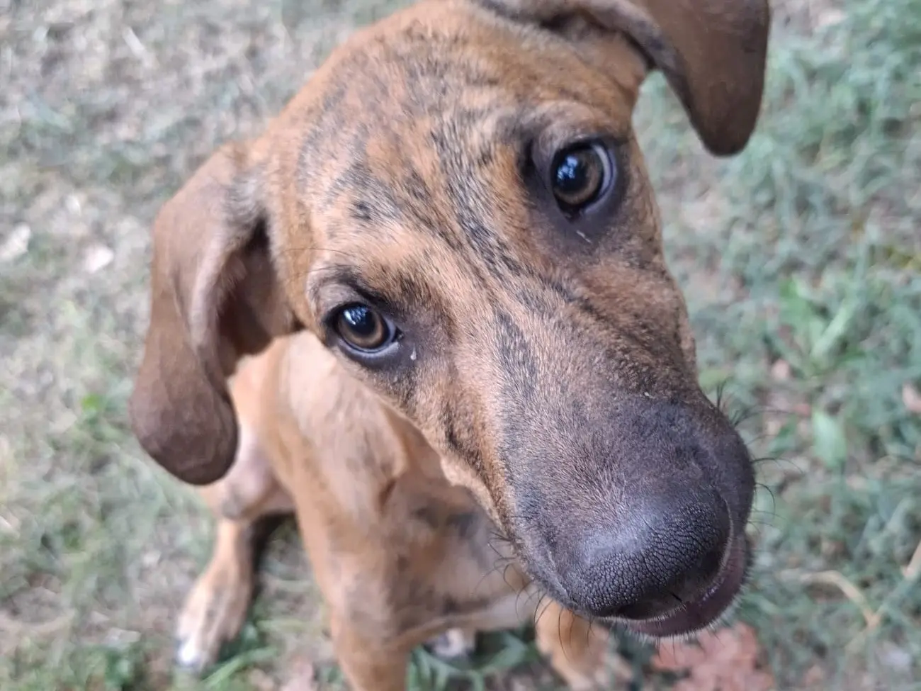Adozione cane, maschio, Segugio Razza sconosciuta, 6 mesi, taglia media contenuta, Latina