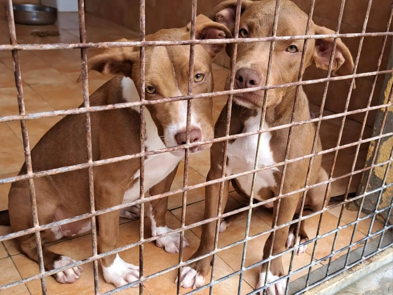 Adotta un cane, femmina, 2 anni e 4 mesi, Trapani