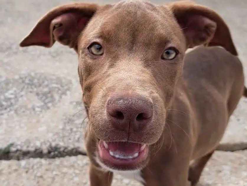 Vuoi adottare un cane a Trapani?