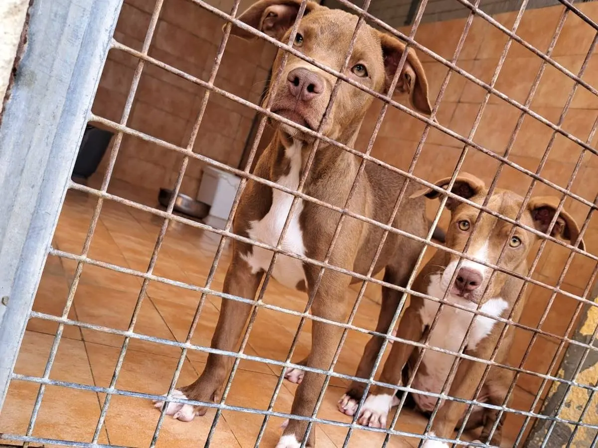 Adozione cane, femmina, Pitbull, 2 anni e 4 mesi, taglia piccola, Trapani