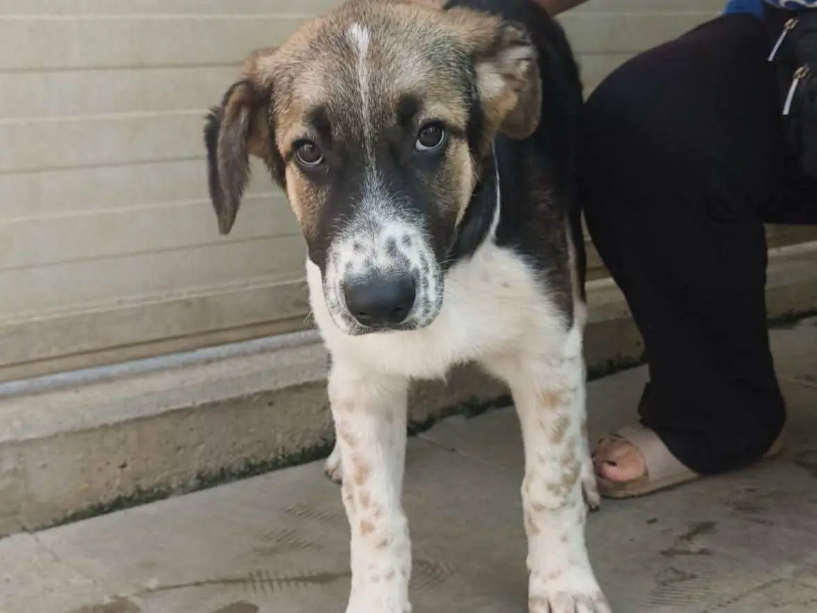 Adotta un cane, taglia media, maschio, Milano