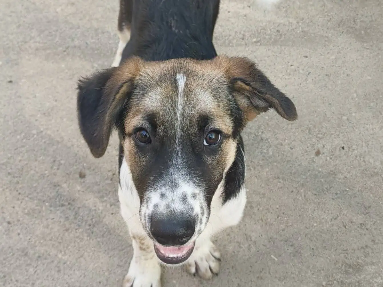 Adotta un cane, maschio, 6 mesi, Milano