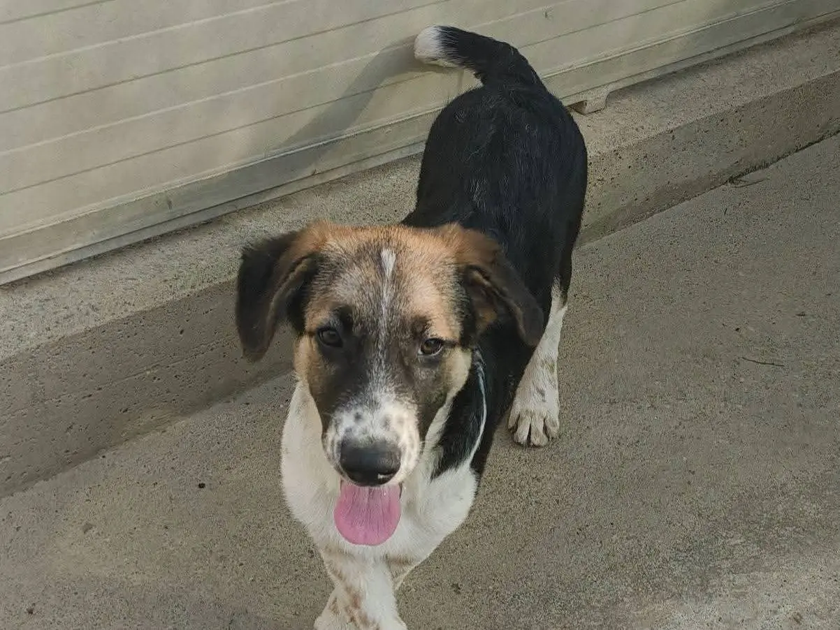 Adozione cane, maschio, Razza sconosciuta Razza sconosciuta, 6 mesi, taglia media, Milano