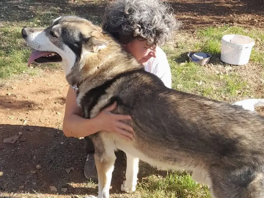 Adotta un cane, taglia gigante, maschio, Bari