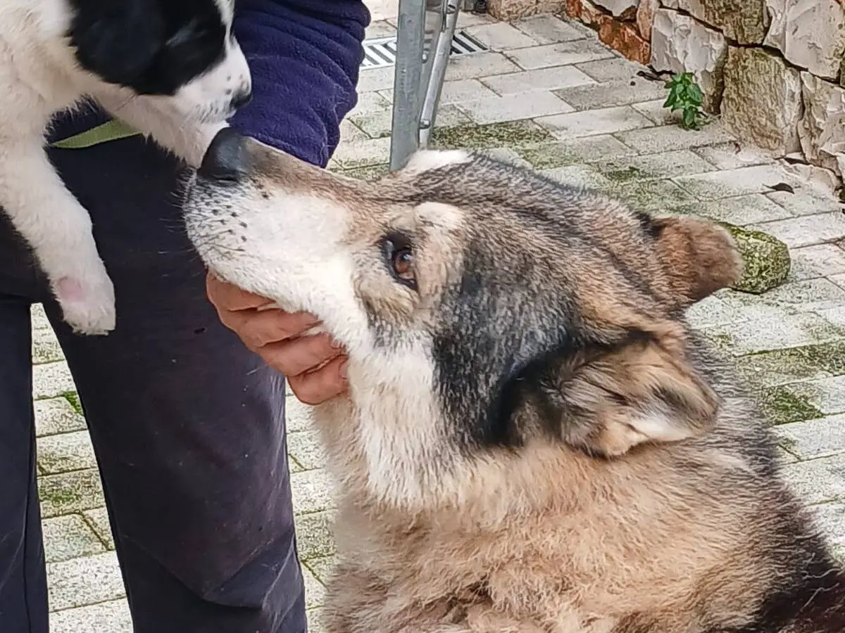 Vuoi adottare un cane a Bari?