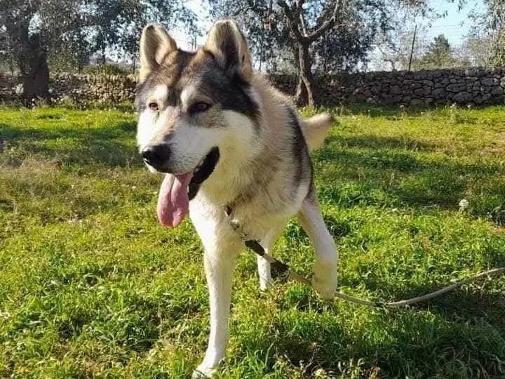 Adotta un cane, maschio, 10 anni e 9 mesi, Bari