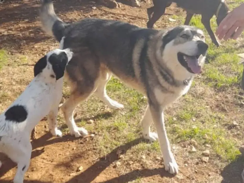 Adotta il cane Anther a Bari