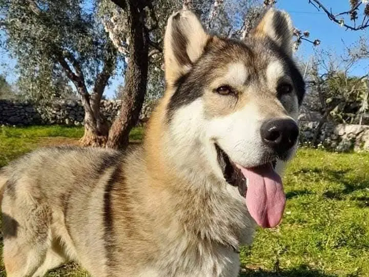 Adozione cane, maschio, Cane lupo Cecoslovacco Razza sconosciuta, 10 anni e 9 mesi, taglia gigante, Bari