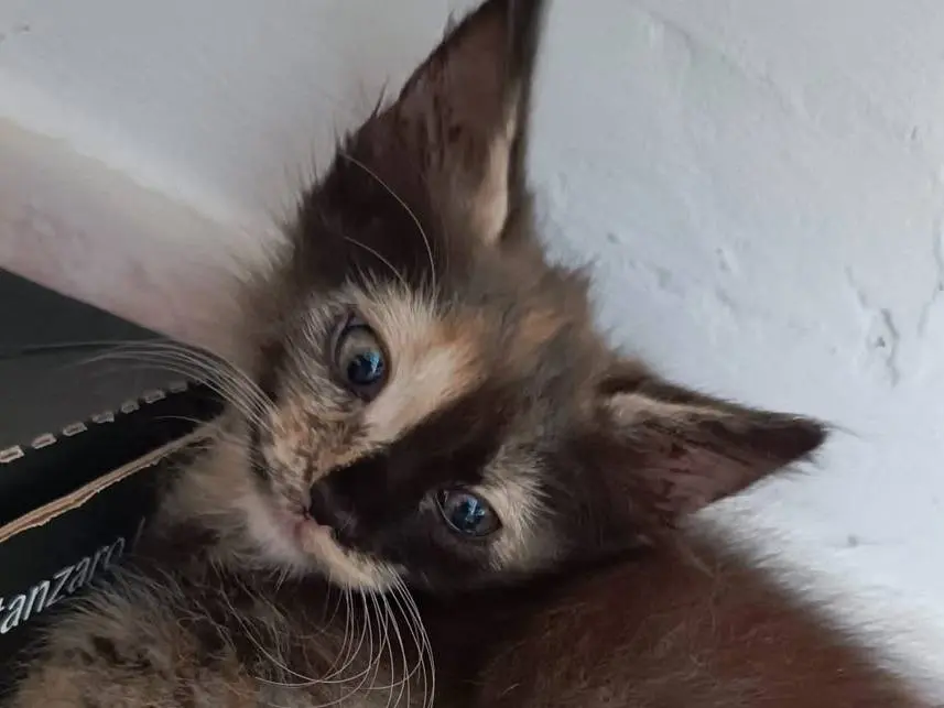 Adotta un gatto, taglia non valida, femmina, Catanzaro