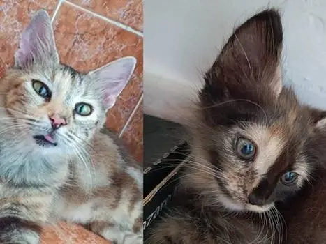 Adozione gatto, femmina, Razza sconosciuta Razza sconosciuta, 4 mesi, taglia non valida, Catanzaro