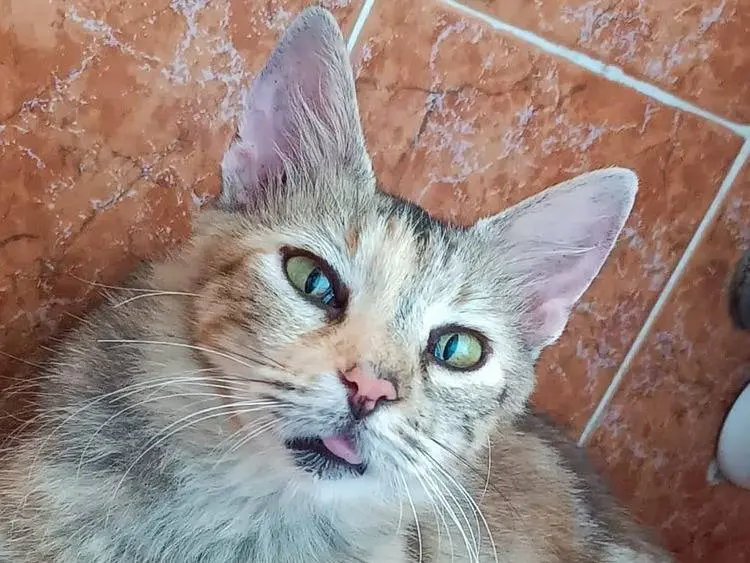 Adotta un gatto, femmina, 4 mesi, Catanzaro
